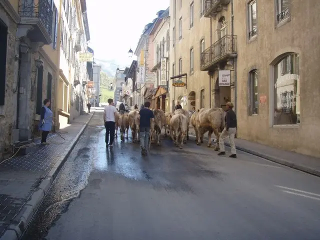 Transhumance Crampe