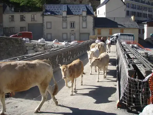 Transhumance Crampe