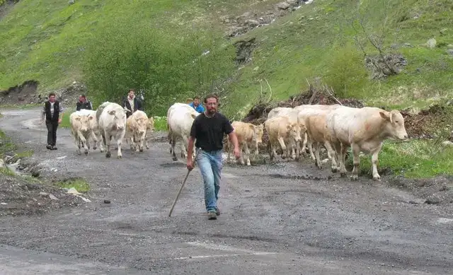 Transhumance Crampe