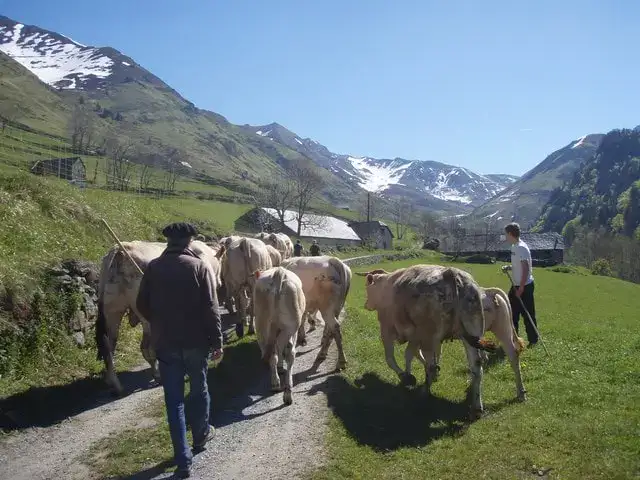 Transhumance Crampe