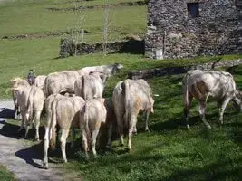 Transhumance Crampe