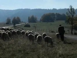 Loup-Causse-Mejean