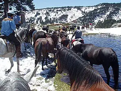 Pastoralisme chevaux