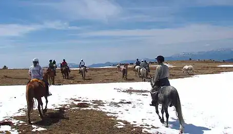 Pastoralisme chevaux