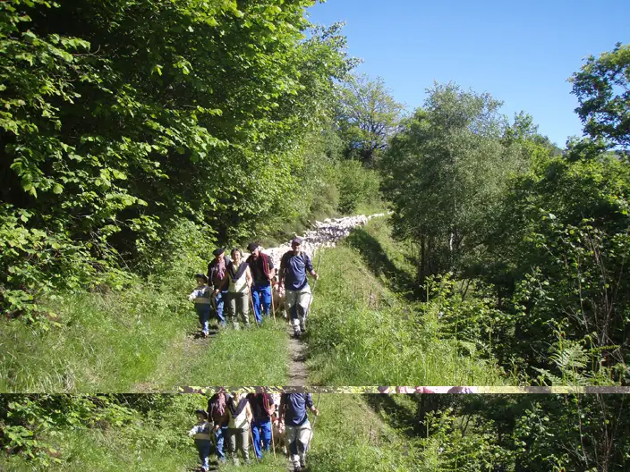 Transhumance Estaing