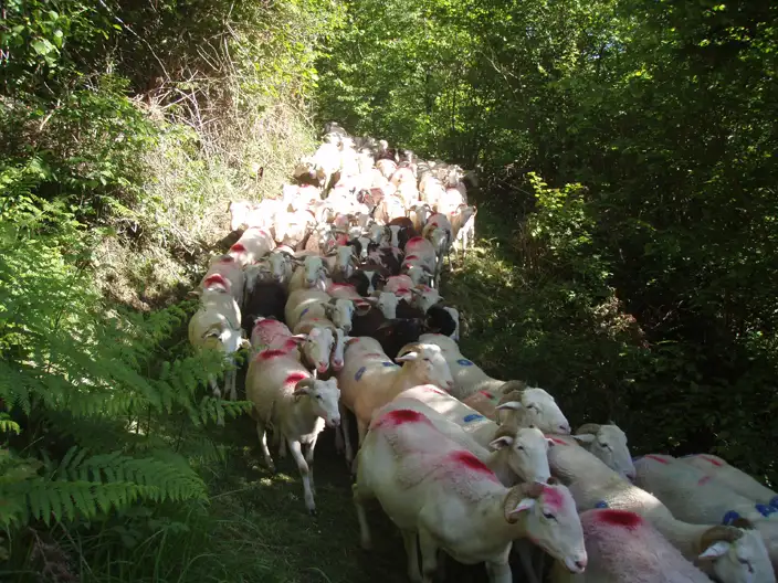 Transhumance Estaing