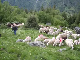 Transhumance Estaing