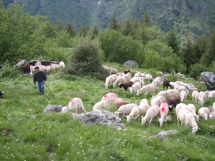 Transhumance Estaing