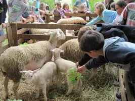 Argeles-Ferme-en-ville-Moutons